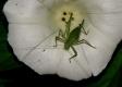 Grasshoppers and Bush-crickets: Speckled Bush-cricket - female (Leptophyes punctatissima) 
